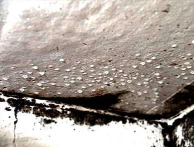 Как избавиться от плесени на бетоне?